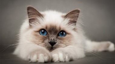 Исследователи рассказали, что у кошек несколько типов личности