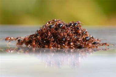 Яд огненных муравьев эффективно борется с псориазом
