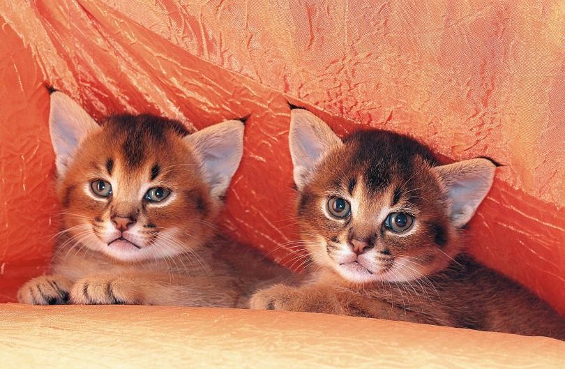  Каракет - удивительная история редчайшей породы кошек (ФОТО)