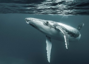 Запутался в сетях: в Чили трое мужчин освободили кита от веревок (ВИДЕО)