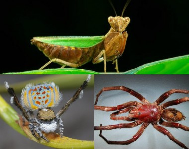 Топ-10 видов, открытых в 2016 году (ФОТО)