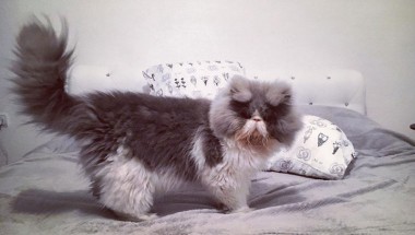 Появилась новая звезда Instagram - овцекот Цезарь (ФОТО)