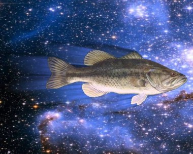 Учёные рассказали, зачем рыб отправили в космос