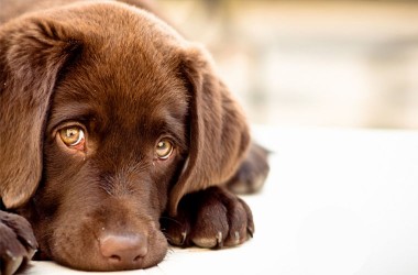 Пользователи Сети начали собирать фотографии грустных собак у магазинов (ФОТО)