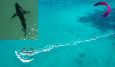 Женщина спаслась от погони двухметровой акулы (ВИДЕО)