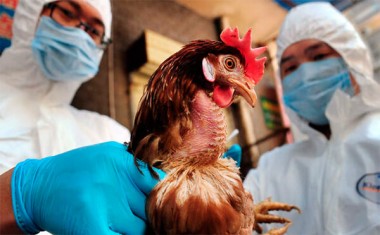В Китае зафиксирован случай заражения человека птичьим гриппом