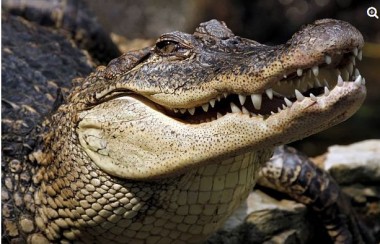 Дрон заснял ужин крокодила (ВИДЕО)