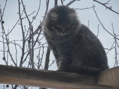В сеть попало видео кота ворующего еду из кормушки для птиц (ВИДЕО)