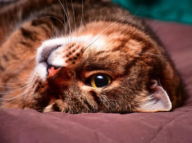 Тайный язык кошек: как разгадать поведение питомцев