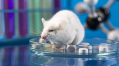 Ученые создали первую мышь из стволовых клеток (ФОТО)