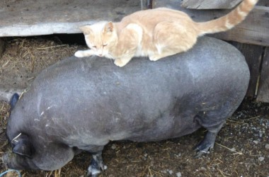 Свинья и кот стали лучшими друзьями на канадской ферме