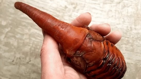  Личинка жука-геркулеса: самый необычный домашний питомец (ВИДЕО)