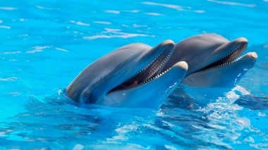 Шведские ученые расшифровали язык дельфинов