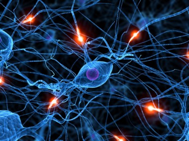 Ученые объяснили, как восстановить нервные клетки