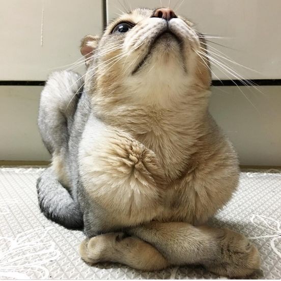 «Особенный» кот-йог покорил Instagram (ФОТО)