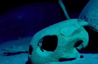 СМИ показали таинственное подводное кладбище черепах (ВИДЕО)