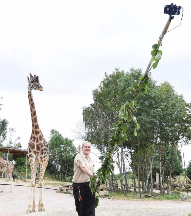Сотрудница зоопарка изобрела селфи-палку для фото с жирафами (ФОТО)