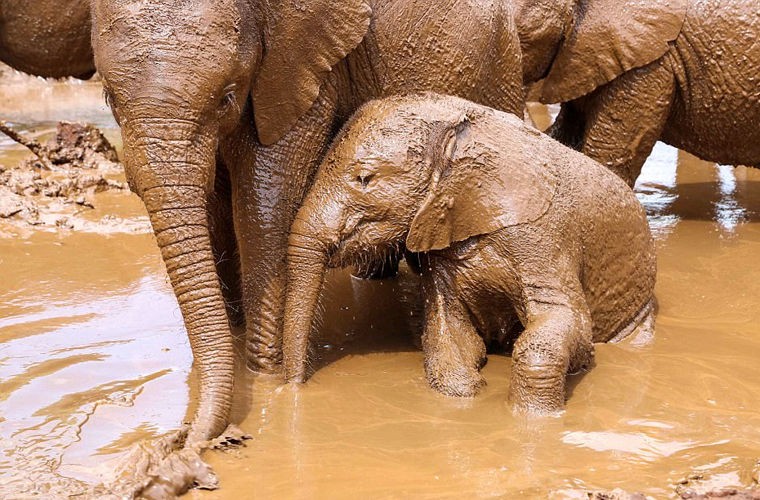 Слоновьи поцелуи: спасенная от гибели слониха привязалась к своему опекуну (ФОТО)