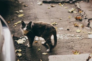 В Японии бездомного кота подозревают в покушении на убийство