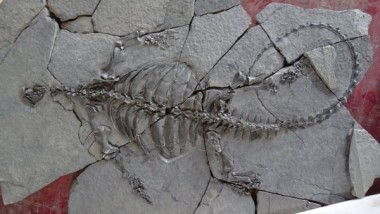 В Китае откопали скелет древнейшей черепахи без панцыря, но с клювом