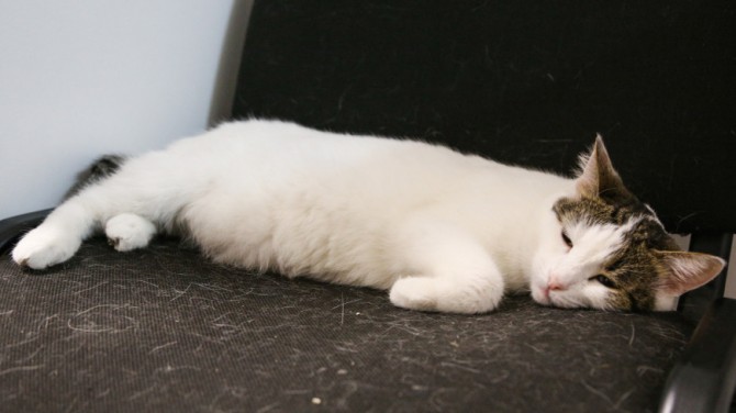 Кот-счастливчик чудом выжил после стирки в машинке