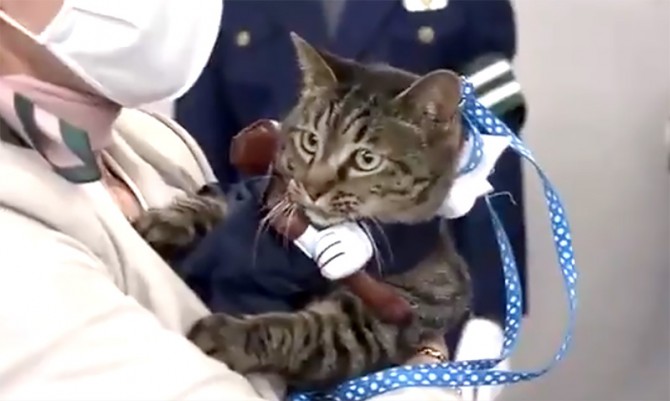 В Японии кошка стала начальником полиции