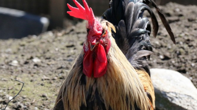 В Нидерландах петух с козлом спасли курицу от ястреба (ВИДЕО)