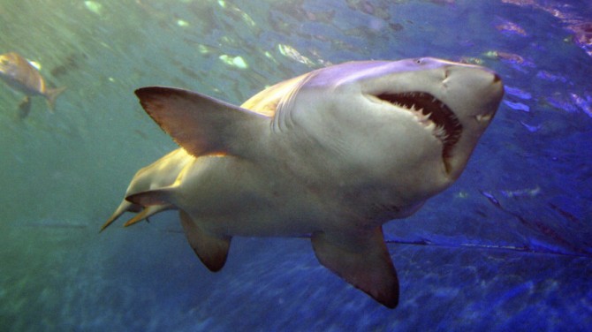 Ученые выяснили причину нападения акул на людей