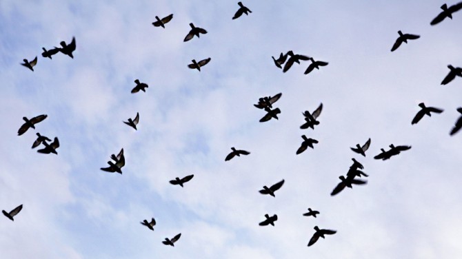 В Европе за последние 40 лет исчезли десятки миллионов птиц