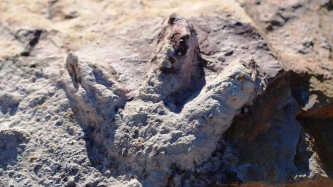 Под Варшавой археологи нашли отпечатки лап динозавров