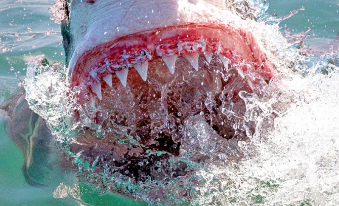 В Австралии изобрели гидрокостюм, способный выдержать укус акулы