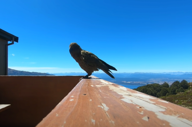 В Новой Зеландии попугай стащил камеру у туристов и снял свой полет (ВИДЕО)
