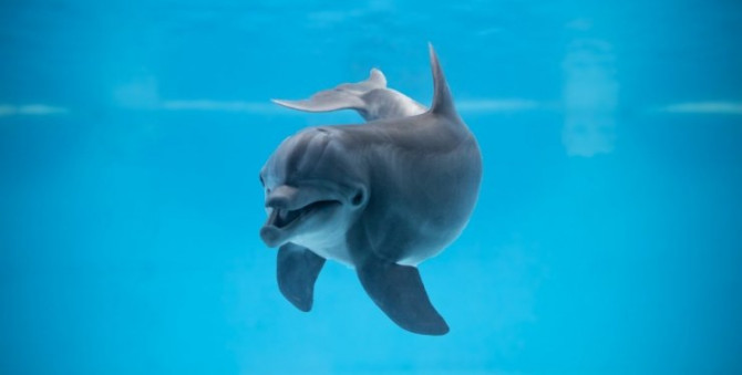 Учені з'ясували, що дельфіни мають свій акцент