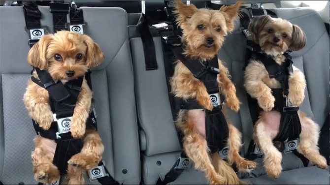 Ford розробляє автомобільну шлейку для собак