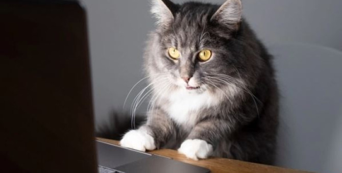Учені розповіли, як навчити кішку самостійно сідати у переноску