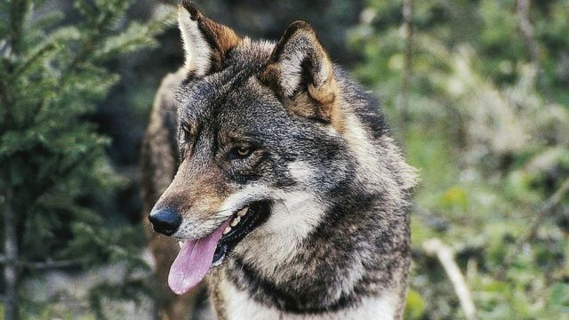 Вчені знайшли в незвичайному місці рештки вимерлого сумчастого вовка
