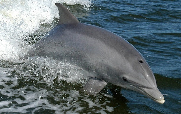 У Тихому океані знайдено невідомий підвид дельфінів