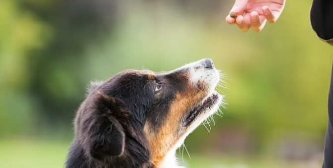 Вчені з'ясували, що собаки можуть розрізняти жорстоких і незграбних людей