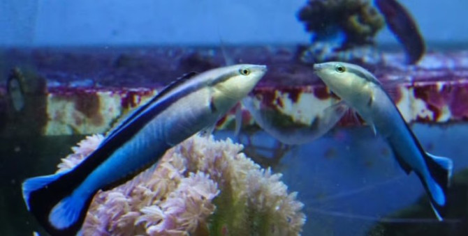 Вчені виявили, що деякі риби мають самосвідомість