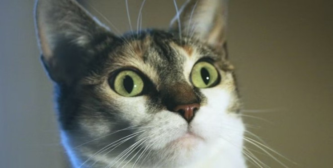 Вчені пояснили, чому кішки реагують на звук 