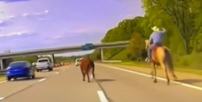 У США ковбой допоміг упіймати корову, яка вибігла на шосе (ВІДЕО)