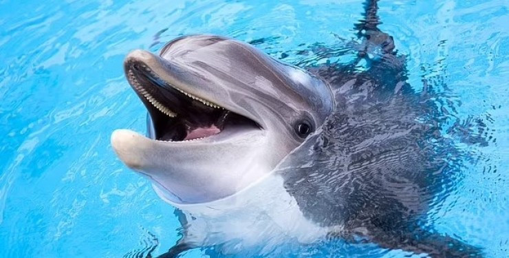 Учені виявили, що дельфіни по-особливому спілкуються зі своїми дітьми