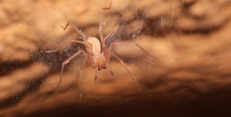 Учені розповіли, чому у павуків 8 ніг