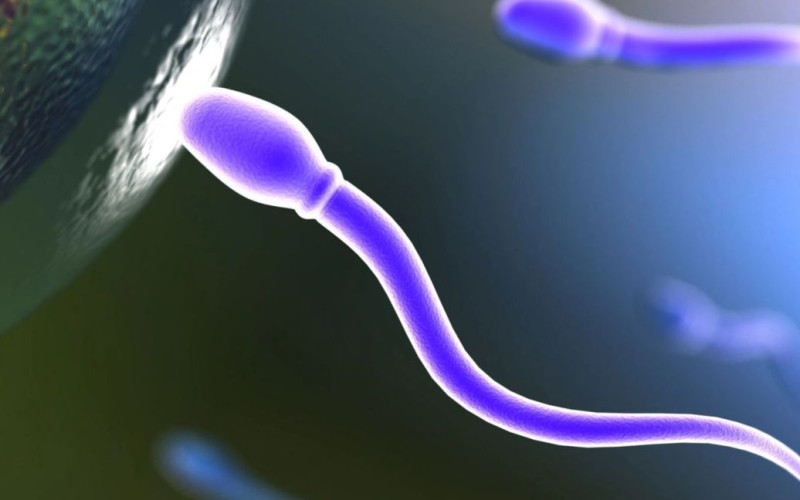 Вчені вперше виростили штучні ембріони без сперми та яйцеклітини
