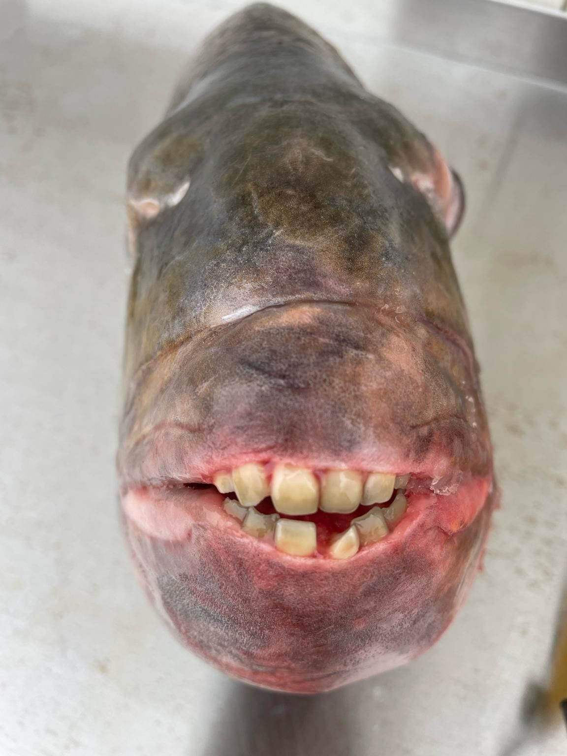Чоловік упіймав рибу-рекордсменку з повним ротом "людських зубів"