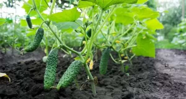 Кілька продуктів, які прискорюють очищення печінки і втрату жиру на животі
