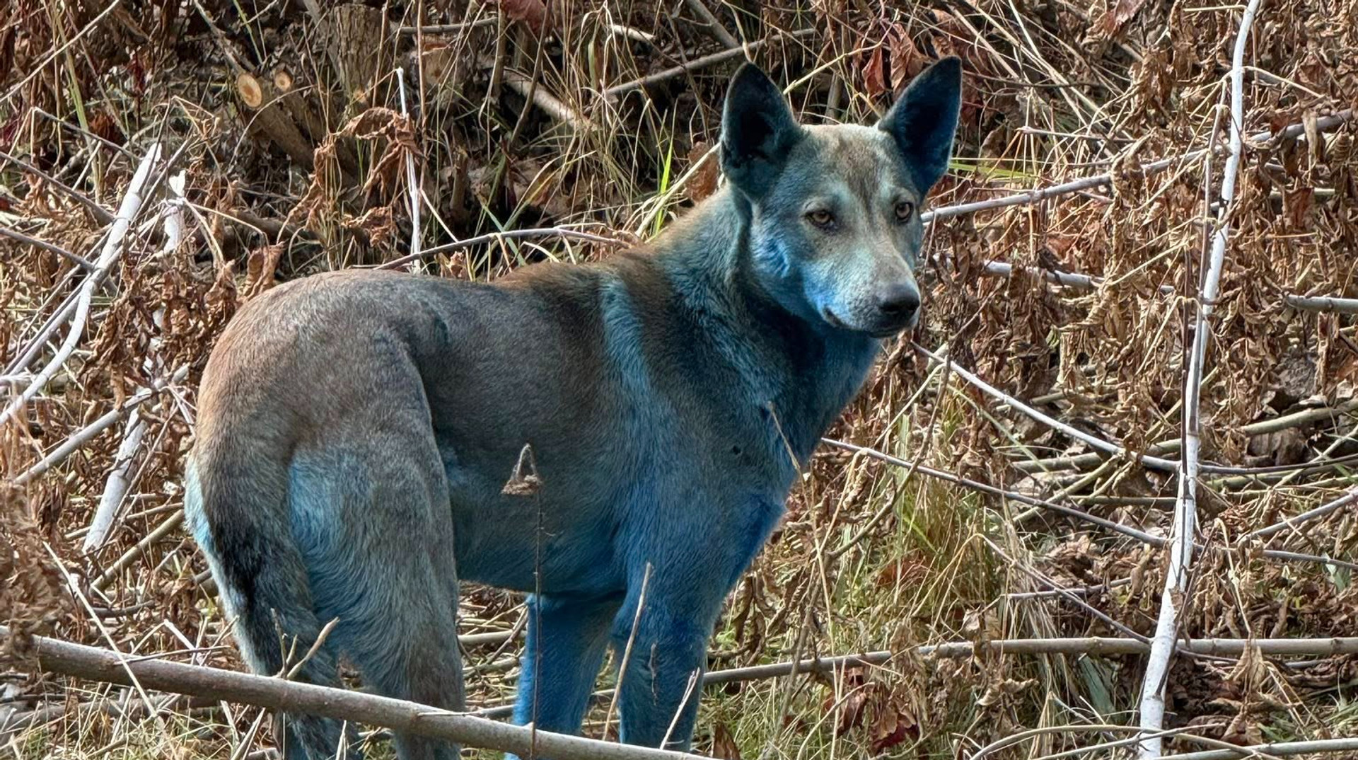 У Чорнобилі помітили собак із синьою шерстю: фахівці пояснили, що сталося